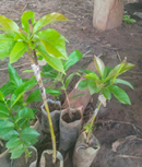 Avocado Pear Seedlings