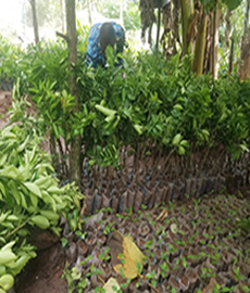 Lemon Seedlings