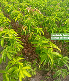 Grafted Mango Seedlings