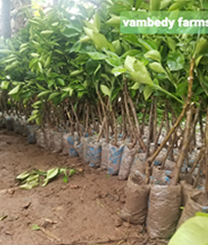 Budded Sweet Orange Seedlings