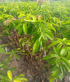 Avocado Pear Seedlings