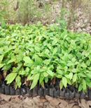 Cocoa Seedlings