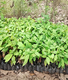 Cocoa Seedlings