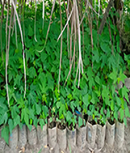 Dwarf Pawpaw Seedlings