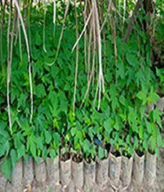 Dwarf Pawpaw Seedlings