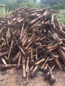 Elephant giant Plantain Suckers