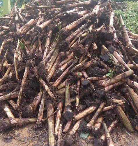Elephant giant Plantain Suckers