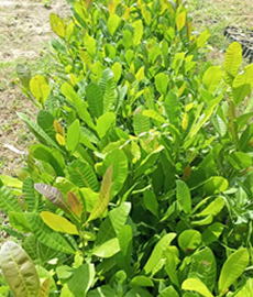 Brazilian Jumbo Cashew Seedling