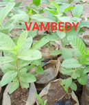 Jumbo Guava Seedlings