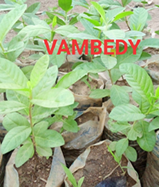 Jumbo Guava Seedlings
