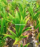Coconut Seedlings (Hybrid Variety)