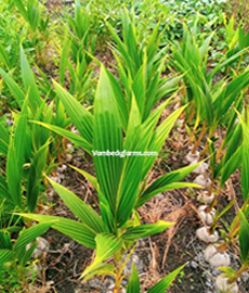 Coconut Seedlings (Hybrid Variety)