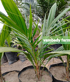 Malaysian Supergene Oil Palm Seedlings