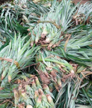 Pineapple Sucker (Smooth Cayenne Variety)