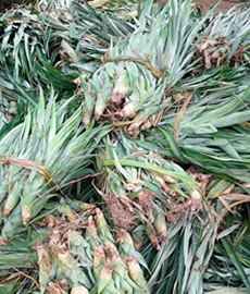 Pineapple Sucker (Smooth Cayenne Variety)