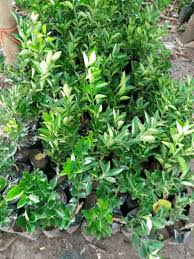 Tangelo Seedlings