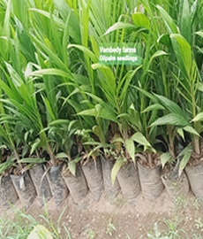 Hybrid Tenera Oil Palm Seedlings