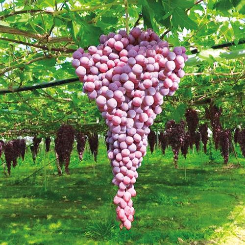 Grape Seedlings