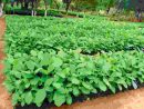 Teak & Melina Seedlings