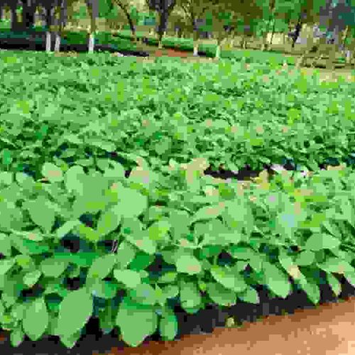 Teak & Melina Seedlings