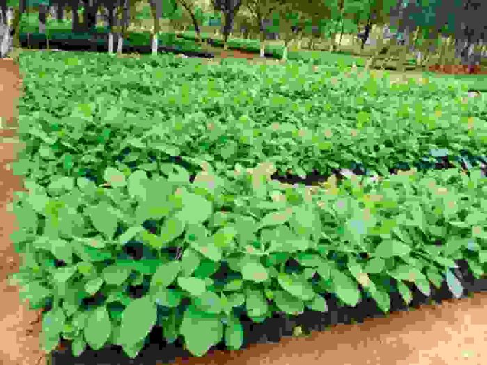 Teak & Melina Seedlings