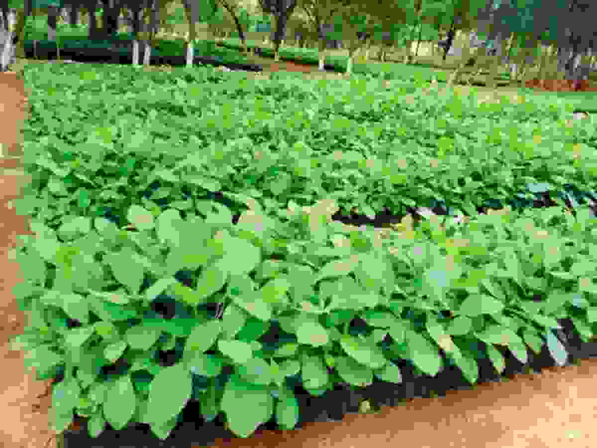 Teak & Melina Seedlings